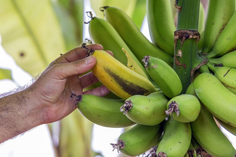 Banana Tree Dying After Bearing Fruit– Do Banana Trees Die After Harvest|TakeSeeds.com