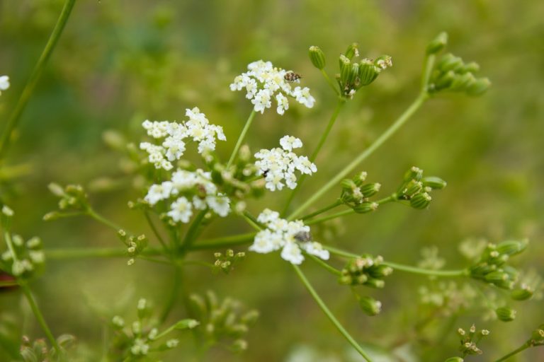 Find Out About Common Caraway Diseases And Pests|TakeSeeds.com