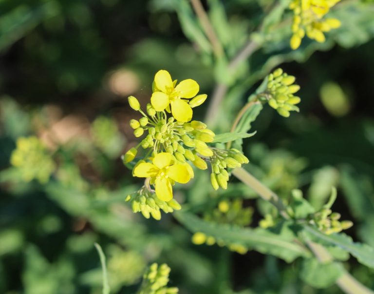 Wintercress Uses And Care– Learn About Growing Wintercress Plants|TakeSeeds.com