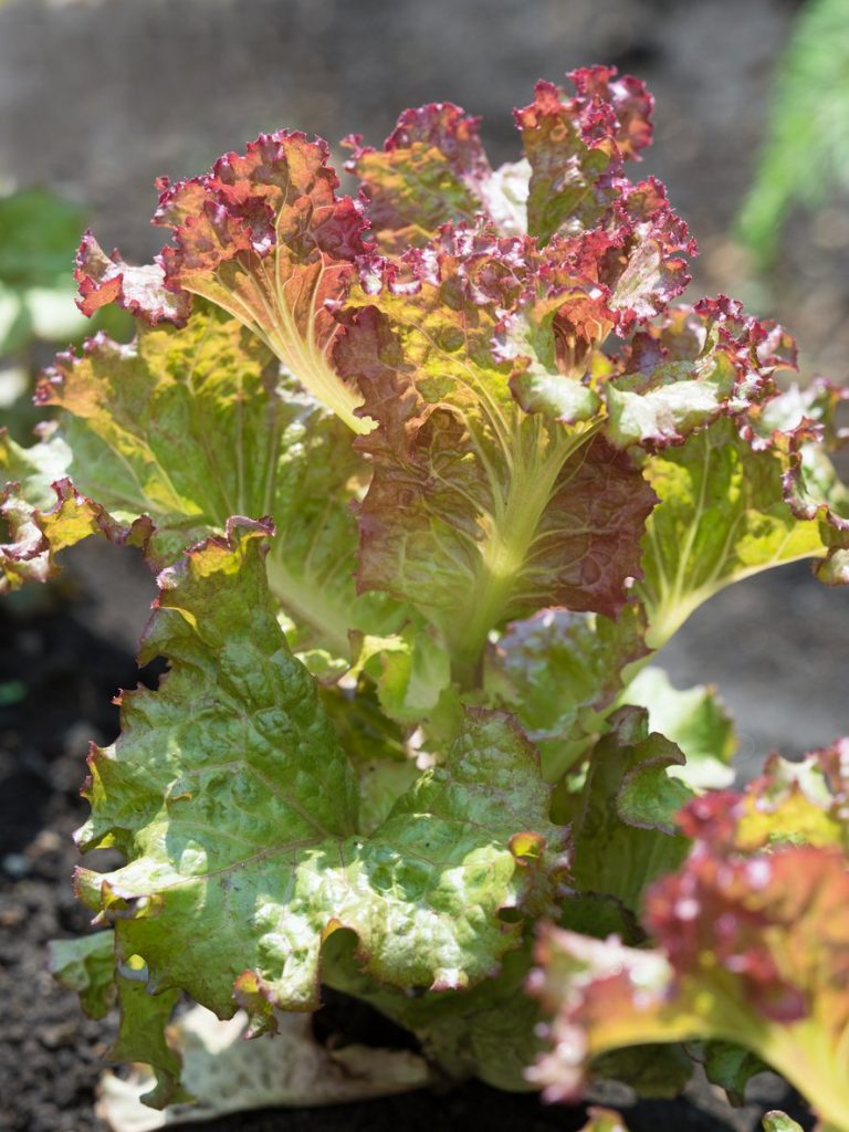 Discover Growing De Morges Braun Lettuce|TakeSeeds.com