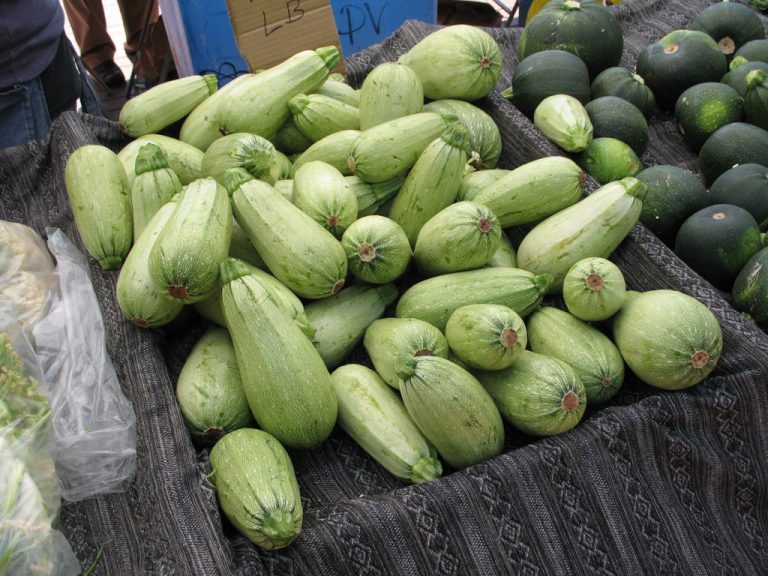 Discover Growing Marrow Squash In The Garden|TakeSeeds.com