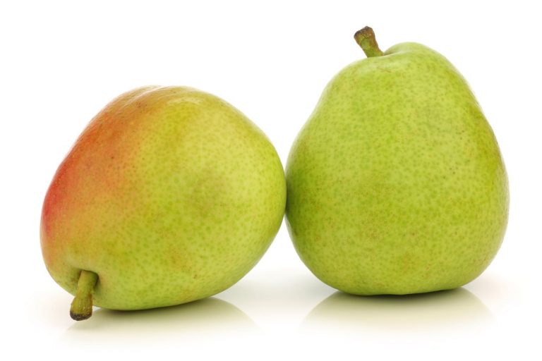 What Is A Green Anjou Pear Variety|TakeSeeds.com