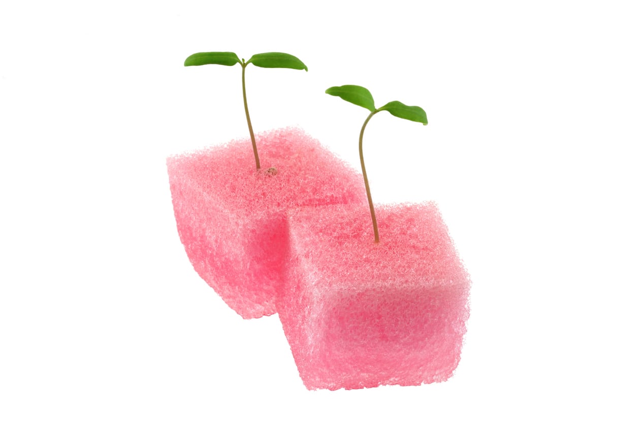 1549077116 learn about sponge seed germination takeseeds com - Find Out About Sponge Seed Germination|TakeSeeds.com