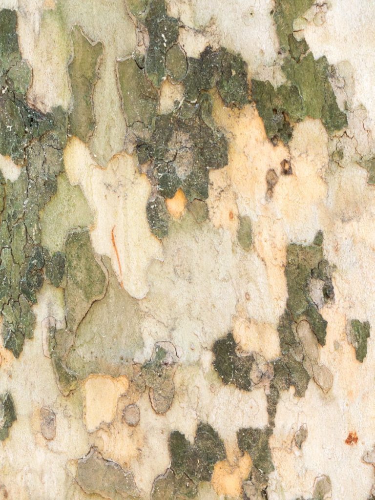 London Plane Tree Wood Uses– What Is Plane Tree Wood Used For|TakeSeeds.com