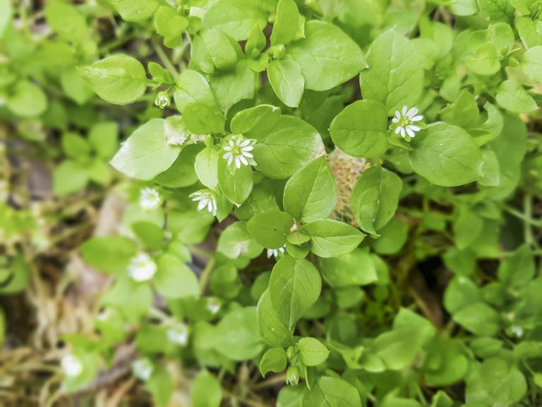 Details On Using Chickweed As Food|TakeSeeds.com