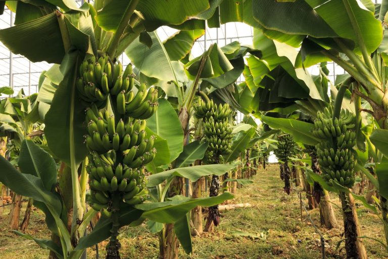 Tips On Growing Bananas In Zone 9 Gardens|TakeSeeds.com