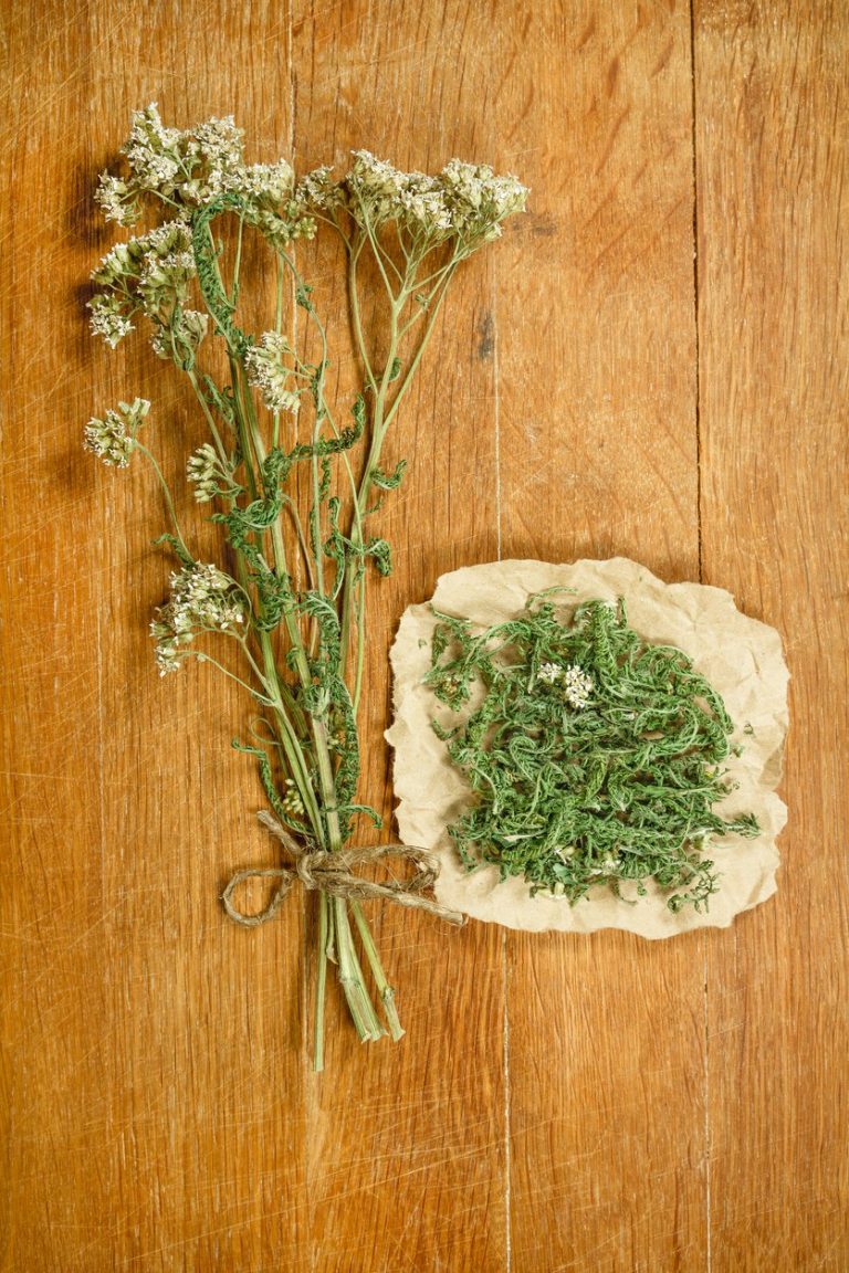 Medicinal, Edible, And Herbal Yarrow Plants|TakeSeeds.com