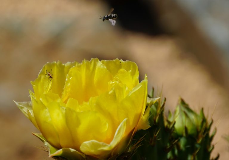 Expanding Flowering Succulents For Bees And Pollinators|TakeSeeds.com