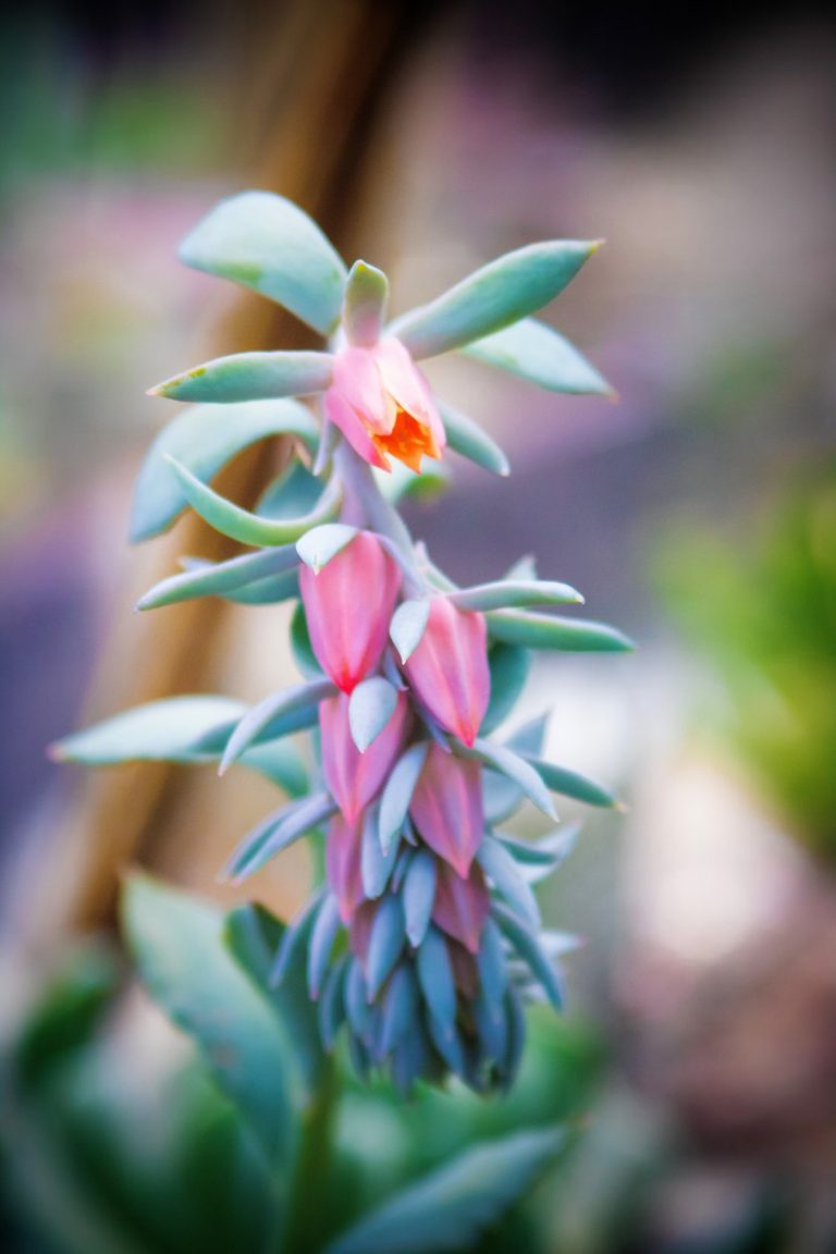 My Succulent Is Flowering– What To Do With A Blooming Succulent Plant|TakeSeeds.com