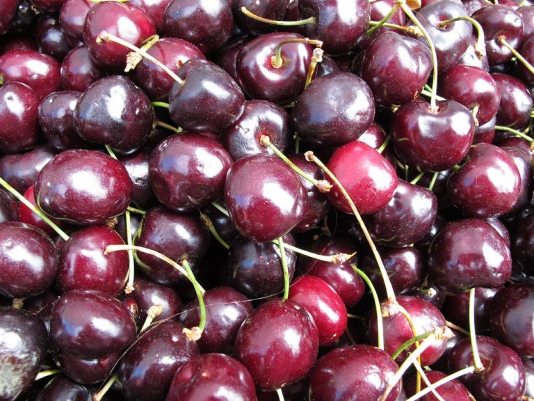 Learn More About Growing Bing Cherries In The Landscape|TakeSeeds.com