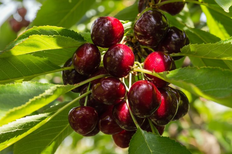 Exactly How To Grow Cristalina Cherry Trees|TakeSeeds.com