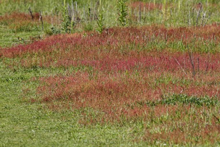 Tips And Ideas For Sheep’s Sorrel Herbal Use|TakeSeeds.com