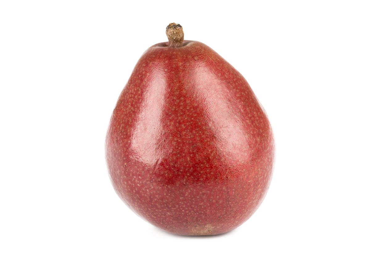 1550296565 red anjou pear info learn about red anjou pear tree care takeseeds com - Red Anjou Pear Info-- Learn About Red Anjou Pear Tree Care|TakeSeeds.com