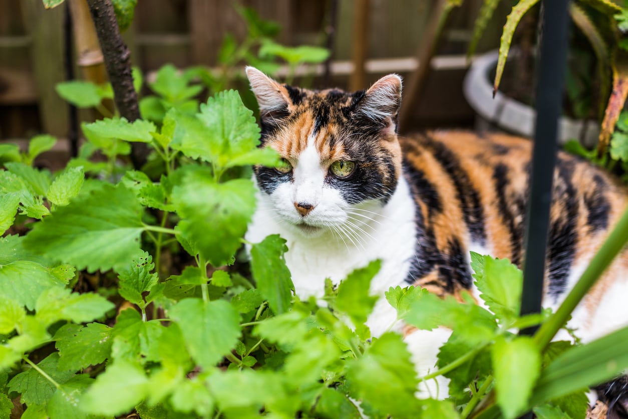 1550426646 catnip vs catmint learn the difference between catmint and catnip plants takeseeds com - Catnip Vs. Catmint-- Learn The Difference Between Catmint And Catnip Plants|TakeSeeds.com