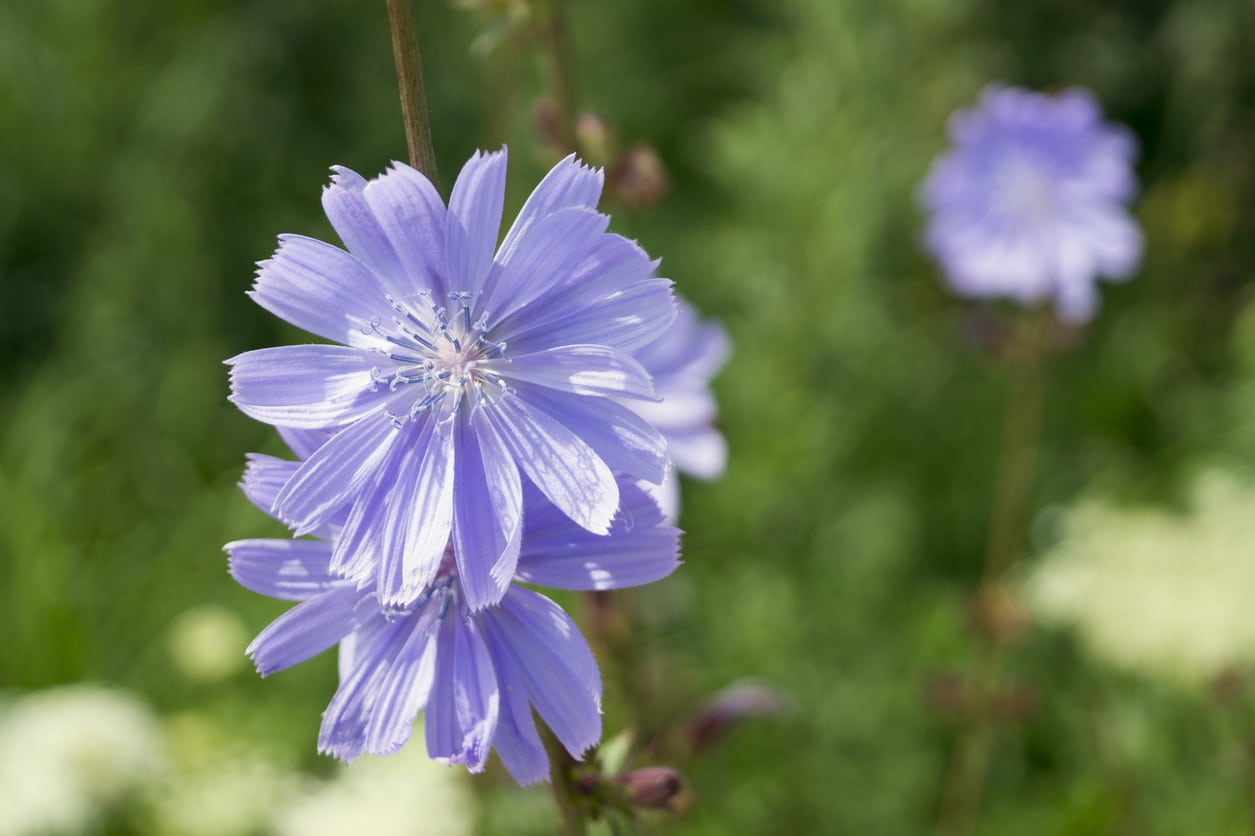 1550514215 cutting back chicory when to prune chicory plants in the garden takeseeds com - TakeSeeds.com