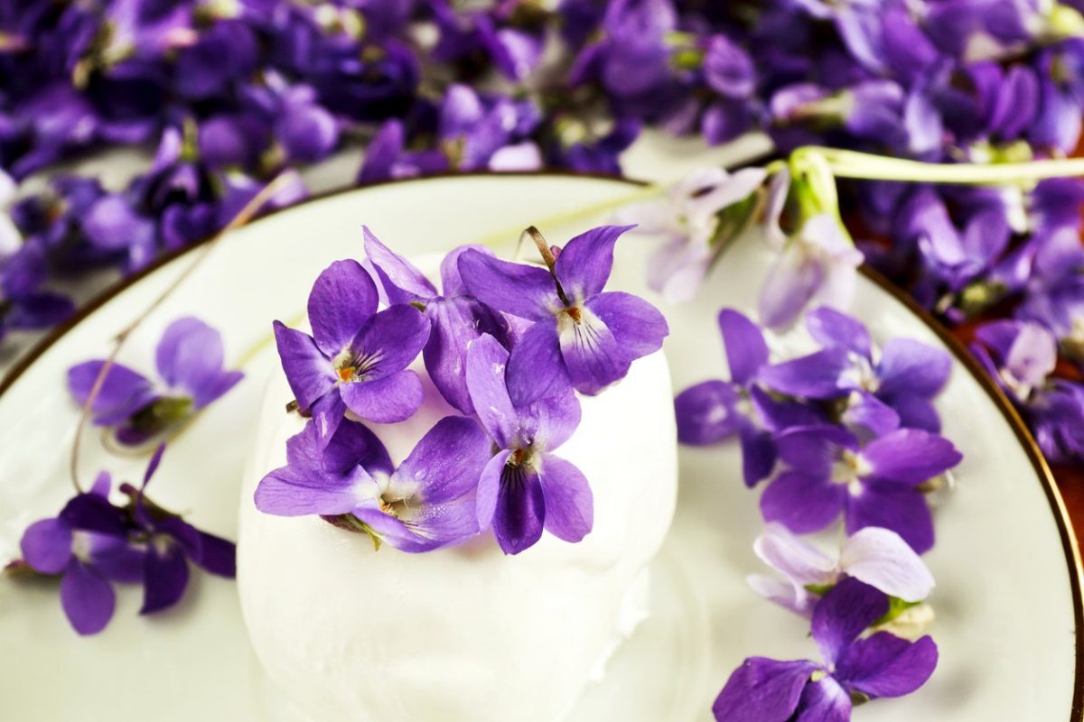 Discover Edible Violet