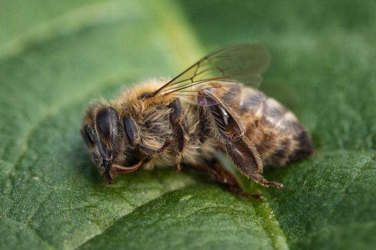 What Do Bee Hazard Warnings Mean|TakeSeeds.com