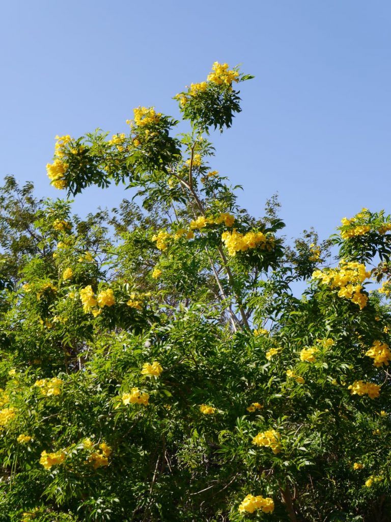 Find Out About Brazilian Feather Duster Tree Care|TakeSeeds.com