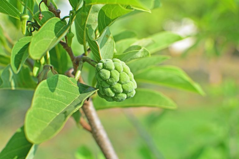 Tips For Growing A Custard Apple Tree|TakeSeeds.com