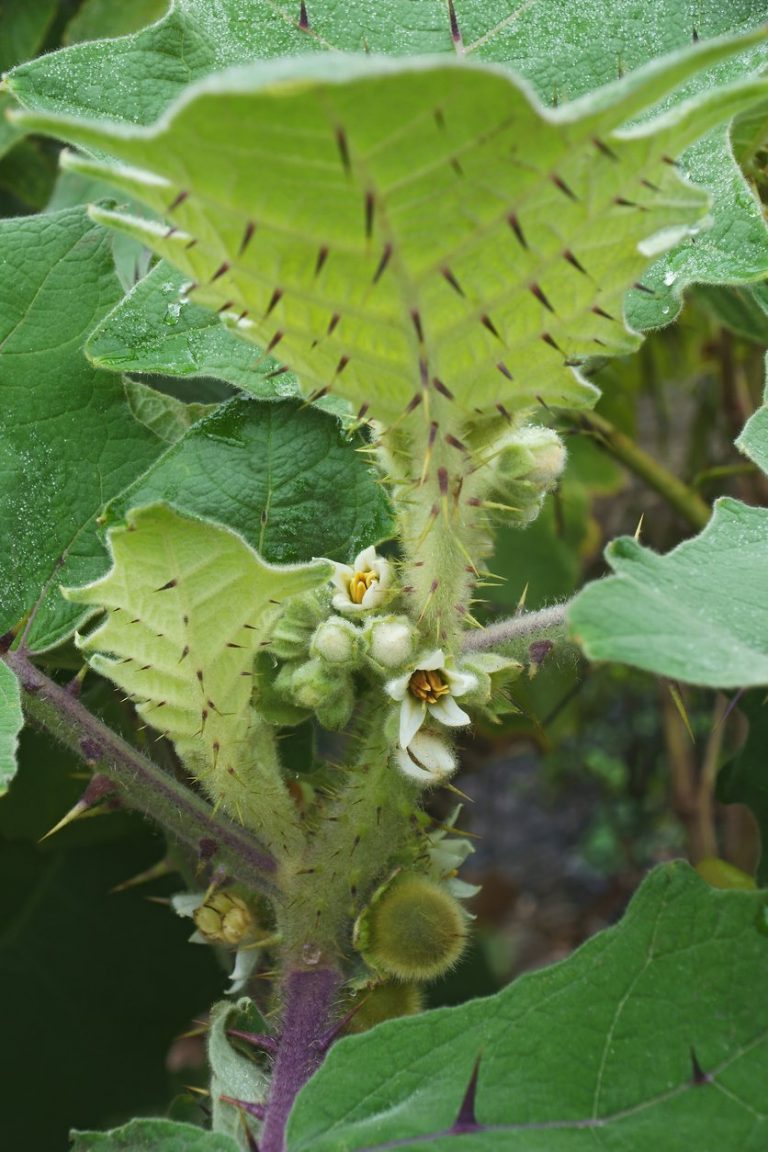 Can You Grow Naranjilla In A Pot– Learn About Container Grown Naranjilla Care|TakeSeeds.com