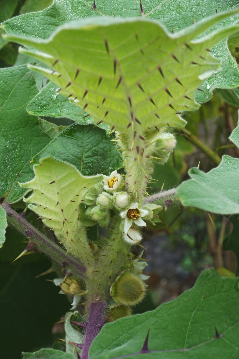 1551033851 can you grow naranjilla in a pot learn about container grown naranjilla care takeseeds com - Can You Grow Naranjilla In A Pot-- Learn About Container Grown Naranjilla Care|TakeSeeds.com