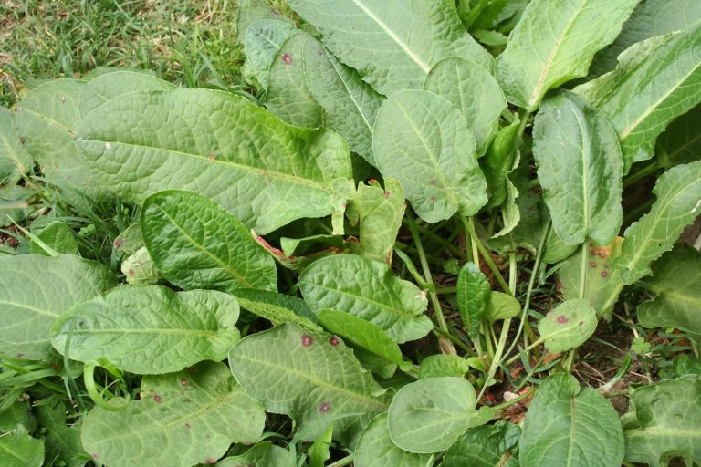 Discover Getting Rid Of Curly Dock Weeds|TakeSeeds.com