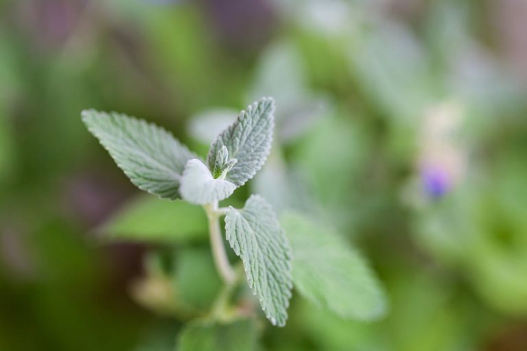 Catnip Issues And How To Treat Them|TakeSeeds.com