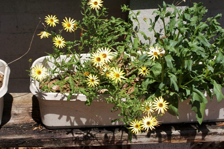 Cape Marigold Fertilizer Needs– Tips For Fertilizing Cape Marigold Plants|TakeSeeds.com