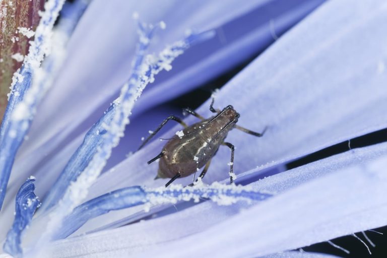Learn More About Common Chicory Plant Pests|TakeSeeds.com