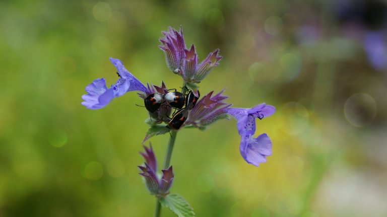 Discover Common Pests Of Catnip Plants|TakeSeeds.com