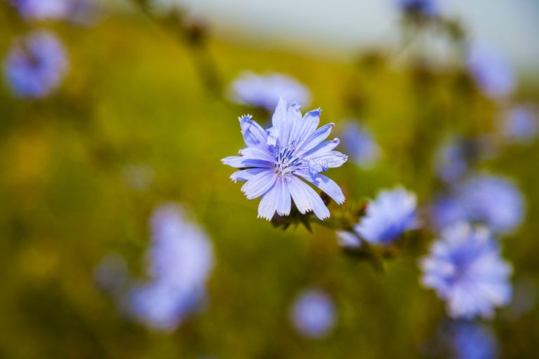 Selections Of Chicory For The Garden|TakeSeeds.com