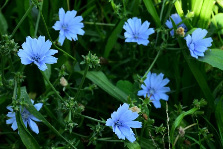 Taking Care Of Container Grown Chicory|TakeSeeds.com