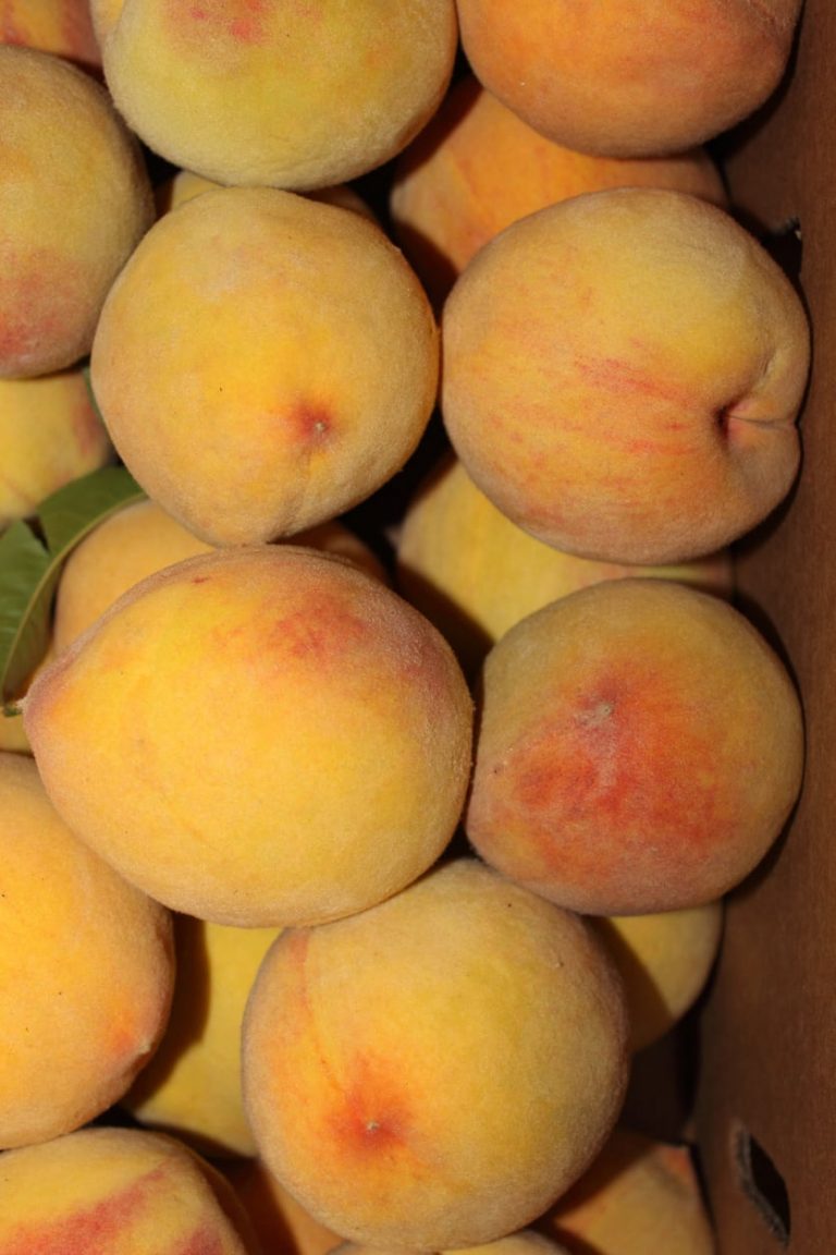 Exactly how To Care For Elberta Peaches|TakeSeeds.com
