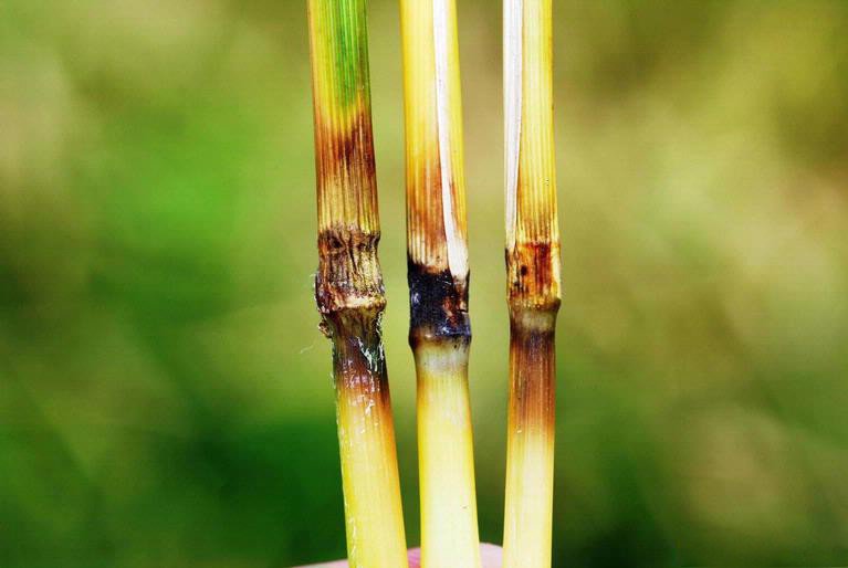 what is rice blast tips for recognizing and preventing rice blast fungus takeseeds com - What Is Rice Blast-- Tips For Preventing and also acknowledging Rice Blast Fungus|TakeSeeds.com