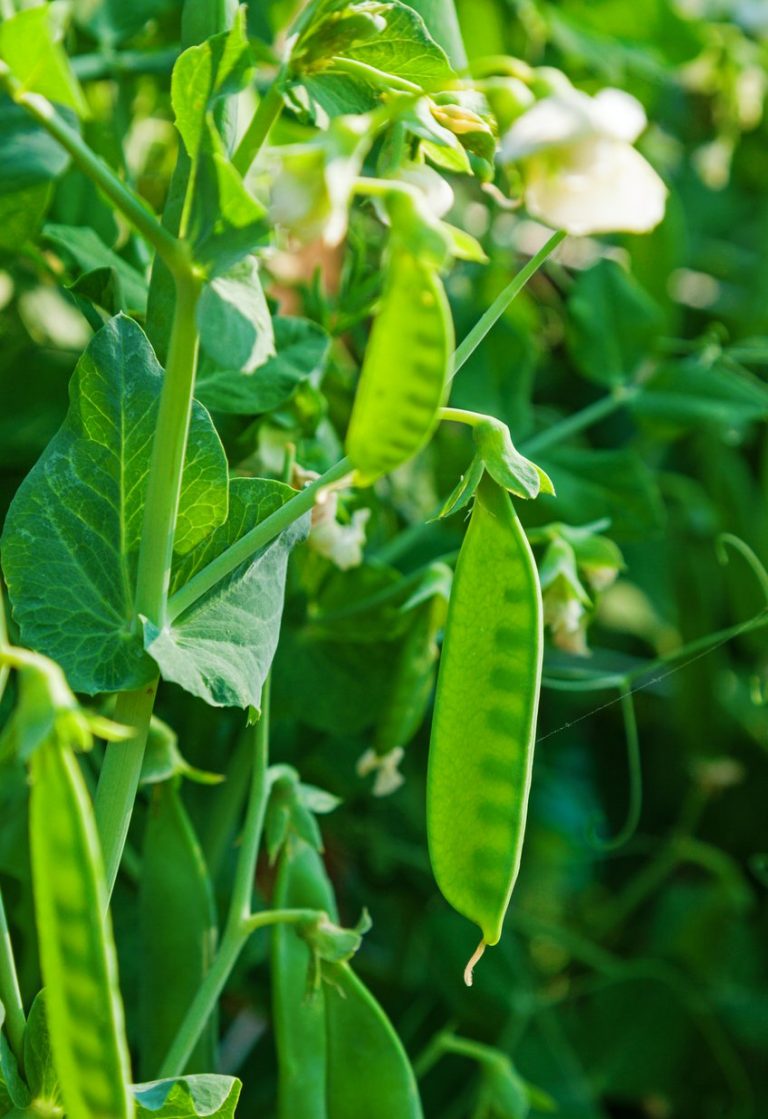 Expanding Sugar Daddy Peas In The Garden|TakeSeeds.com