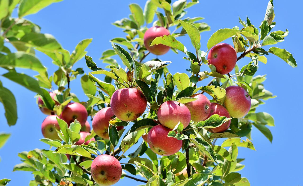 59e691c04f68f7af74b28795addefb92g60c8fd04ab086a3f2886f7e9f5e5a054b8e6f0b71ab3a1434a6d77e9c4bf5494c0a83e81c9cfab0a519b31d65aace513c52b26d95582301b2eb576c3cf37b7fd 1280 - Preventing Diseases in Fruit Trees