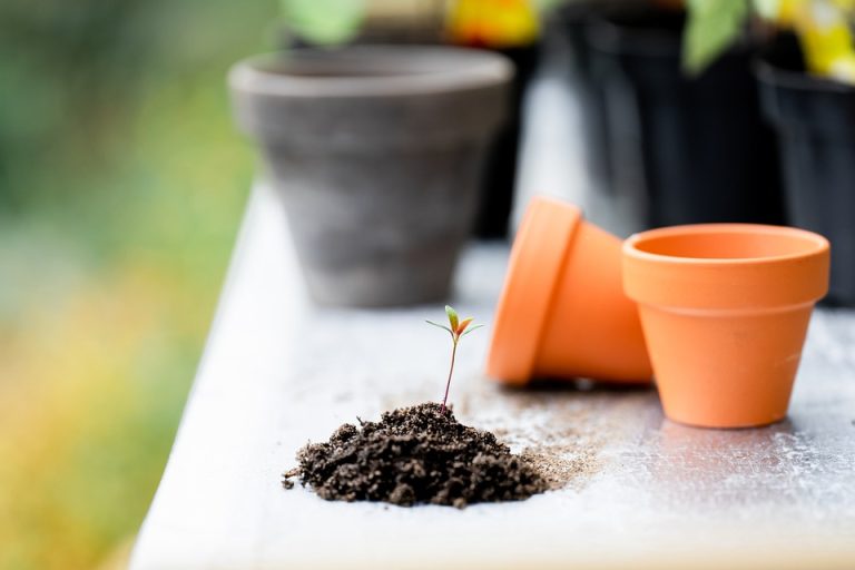 A Guide to Choosing the Right Gardening Tools for Your Garden