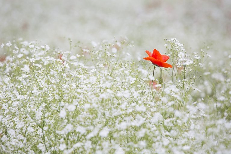 How to Plant and Care for Perennial Flowers in Pots