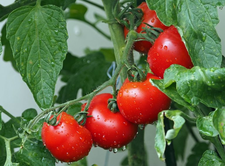 The Benefits of Growing Tomatoes Indoors