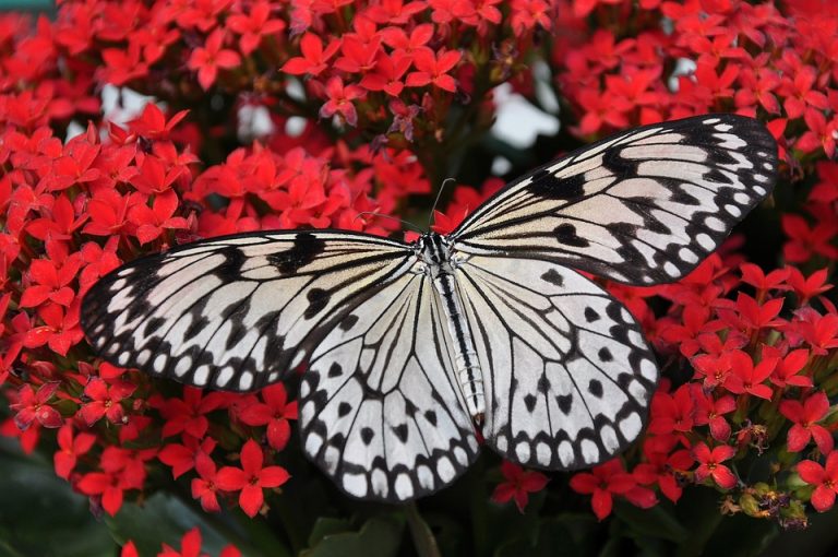 Tips for Growing Cut Flowers in Containers