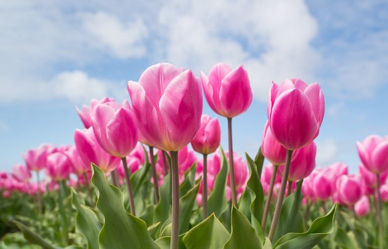 The Benefits of Growing Flowers in a Greenhouse