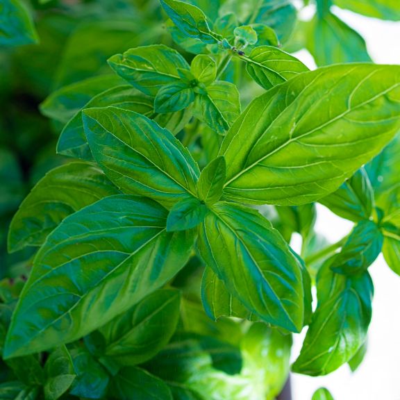 Trying To Top My First Year Container Growing Basil | TakeSeeds.com