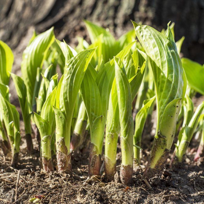 Are Hostas Edible? Put This Perennial Favorite On Your Plate | TakeSeeds.com