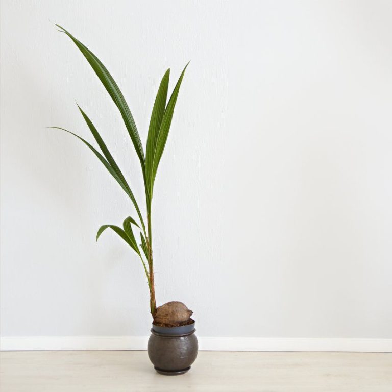 Coconut Palm Indoor Growing Guide: Expert Care Instructions | TakeSeeds.com