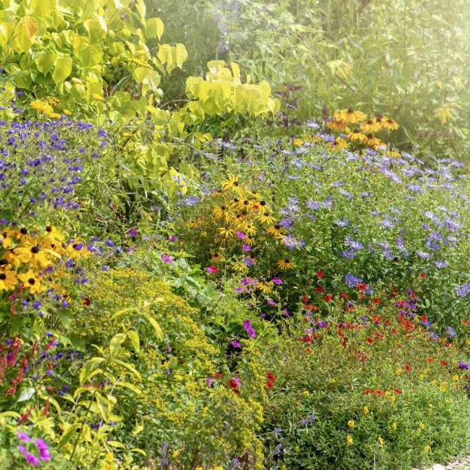 What’s The Cost Of A Budget Rain Garden? | TakeSeeds.com