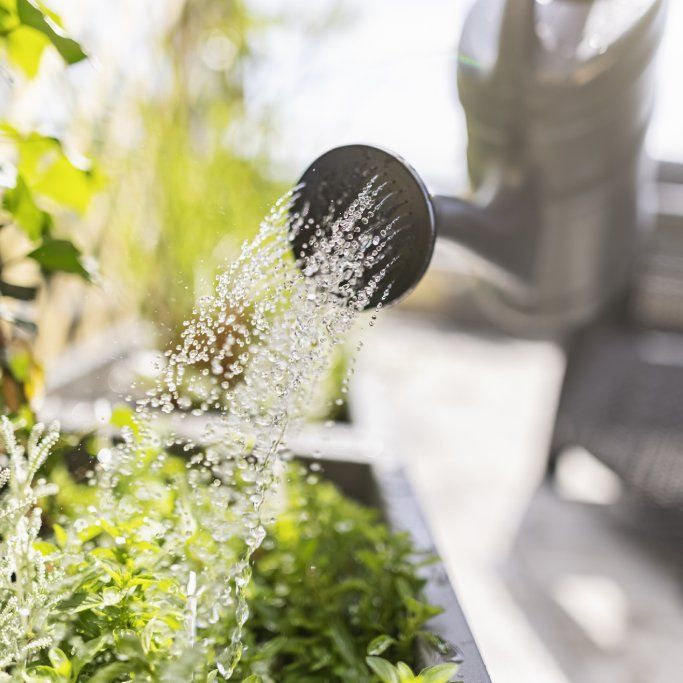 How Gardening Affects Water Supply – And How You Can Help | TakeSeeds.com