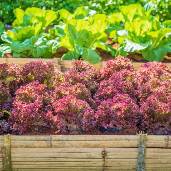 Red Leaf Lettuce Varieties For A Pop Of Color In Your Greens | TakeSeeds.com