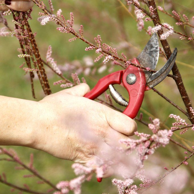 To Cut Or Not To Cut? 4 Plants You Shouldn’t Prune In Spring | TakeSeeds.com