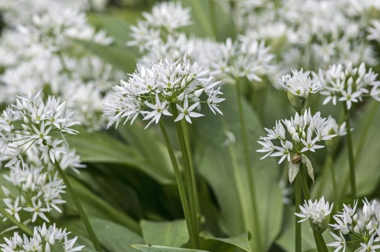 Are Alliums Invasive: Managing Ornamental Alliums In The Garden | TakeSeeds.com