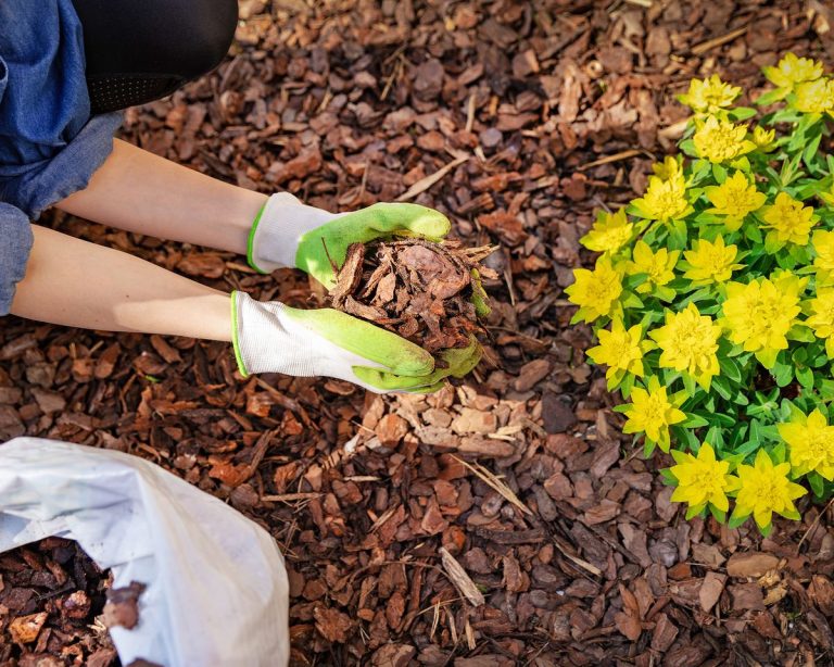 7 Mulching Mistakes To Avoid If You Want Healthier Plants | TakeSeeds.com